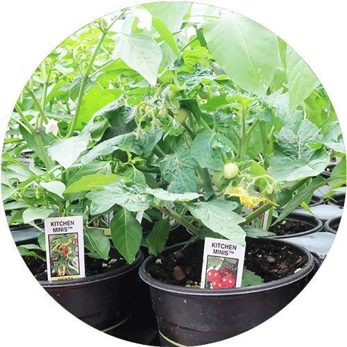 Small vegetable plants called Kitchen Minis in nursery pots.